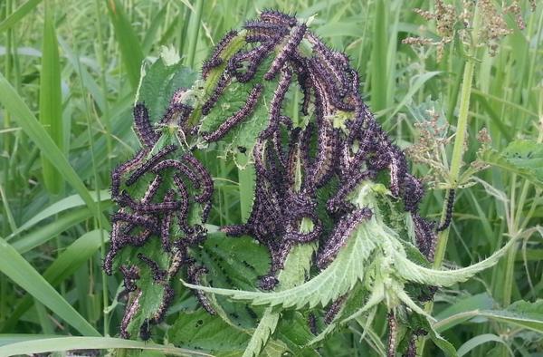 Детки бабочки-крапивницы. Автор фото - Елена Олеговна (Elea-Le)
