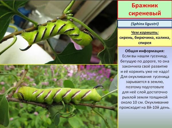 Смотри, сиреневый больше похож на твою гусеничку