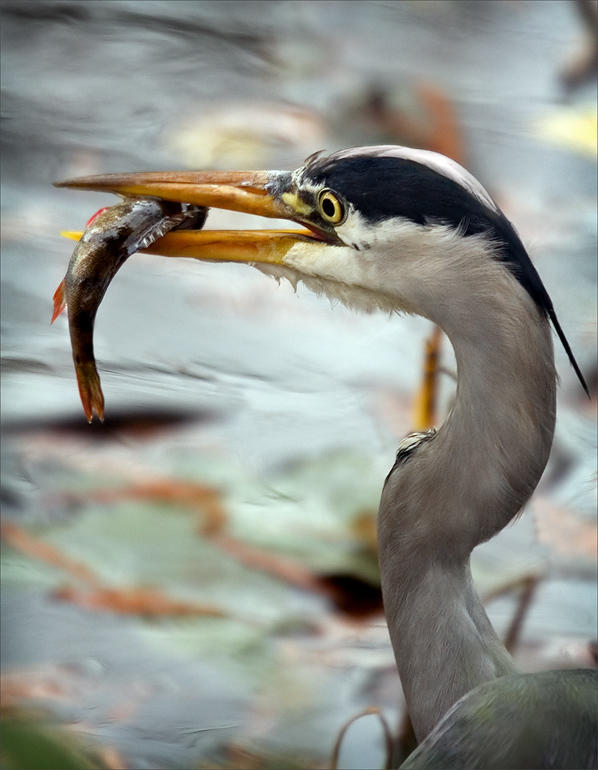 Фото &amp;quot;Удачная рыбалка&amp;quot;, автор Vladik85