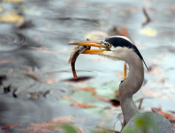Фото &amp;quot;Богатый улов&amp;quot;, автор Владимир (fotojazz)
