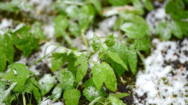 Гидрометцентр 7 дач просит дать данные о погоде!
