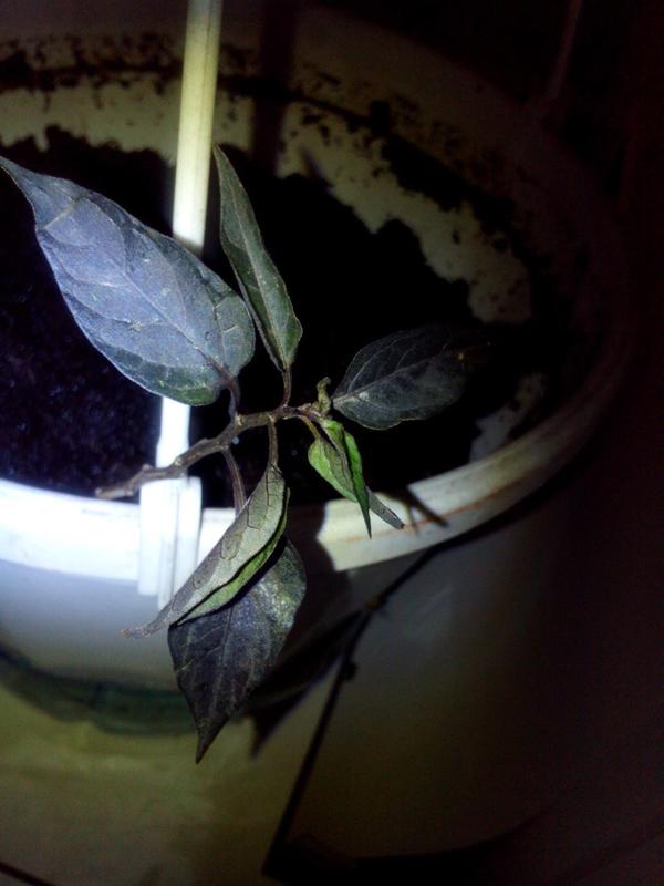 Неизвестное растение