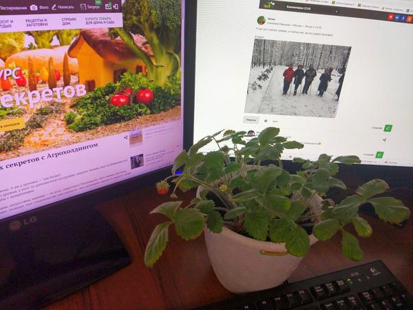 Цветопередача неправильная у монитора, а земляничка как положено, в своём цвете))