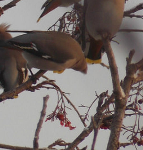 И здесь - снег на ветках