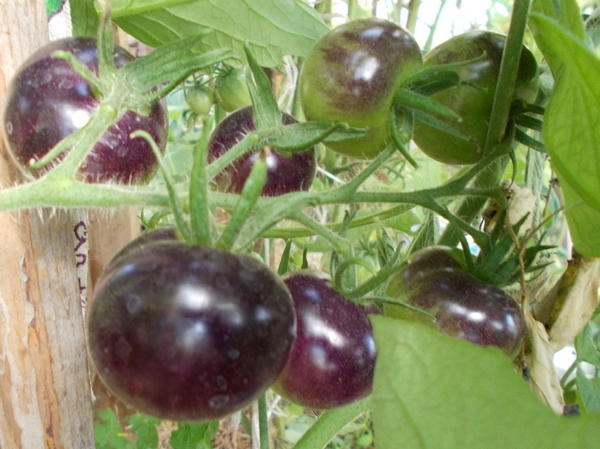 Томаты, о которых я хочу рассказать, &mdash; это сорт Индиго Роз.
Они необычны&hellip; своим цветом, они фиолетового цвета. А к тому же, еще и более полезны для организма, чем &laquo;обычные&raquo; томаты.