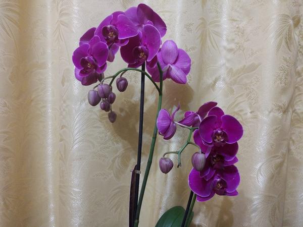 Вот поближе цветы))