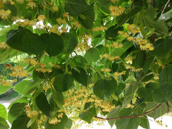 И чудным запахом лета! Липа в цвету))