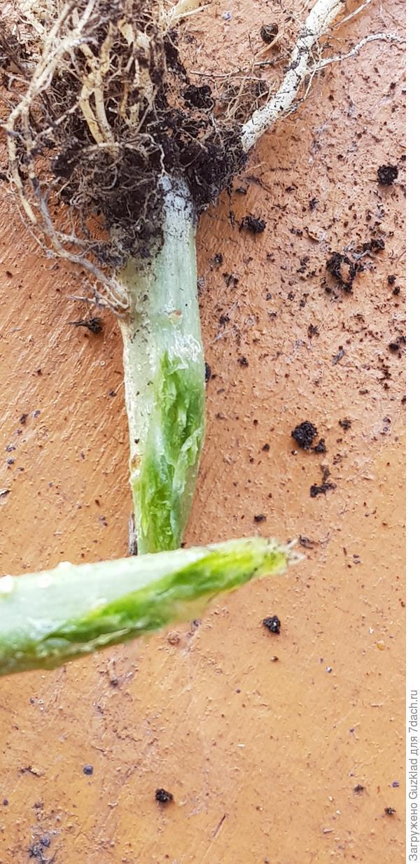 Стебель не забит