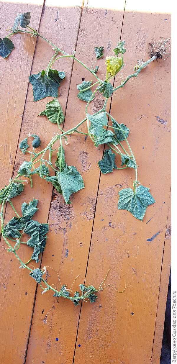 Что могло случиться?