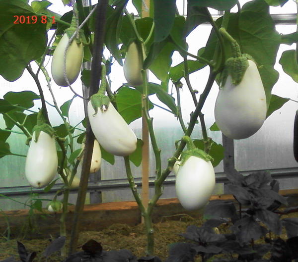 Автор фото Наталья (user_1519)