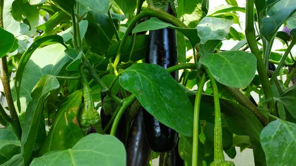 Автор фото Ольга Неволина (olganevolina)