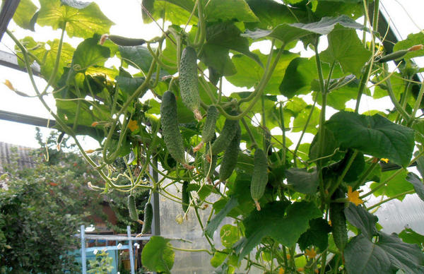 И у нас всё классно!