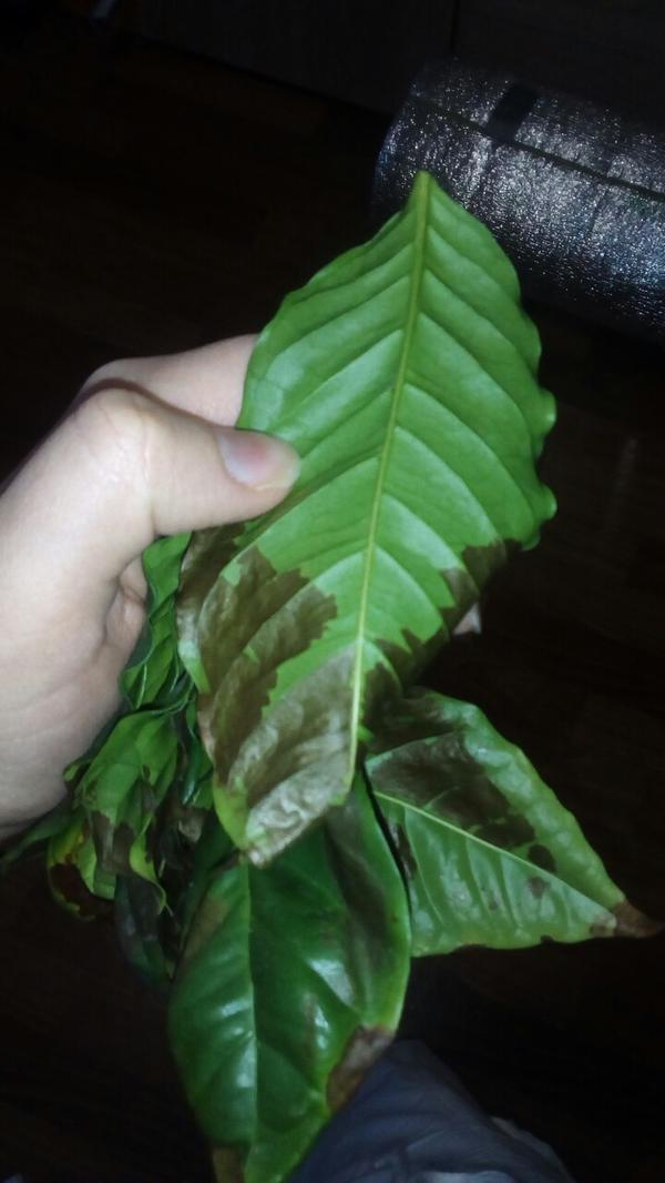 Кофейное дерево сохнут листья. Болезни кофейного дерева. Листья кофейного дерева. .Олезникофейного дерева. Вредители кофейного дерева.