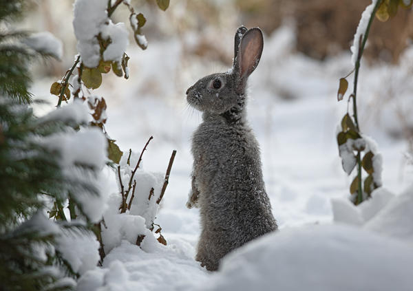 Как защитить сад зимой от мышей и зайцев?