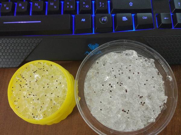 Колоссеа в большой плошке, ушковая - в желтой коробочке.