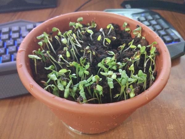 Вот оно, это льняное безобразие))