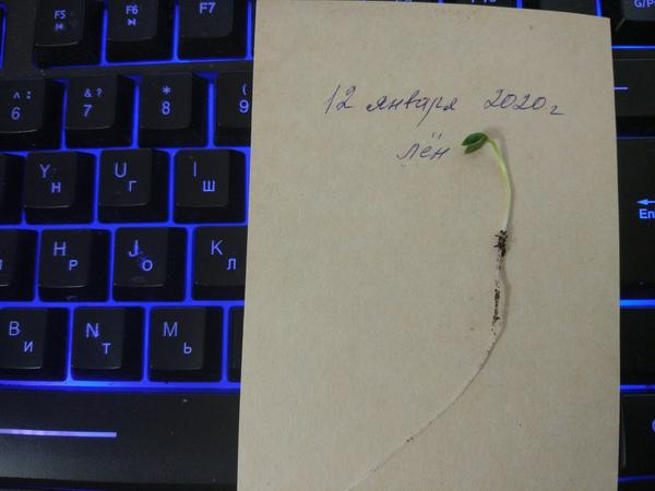 Специально вытащила один росточек показать. Вот она, сила жизни! Корень - 8 см! Наземная часть - 2, 5 см. Пожалуйста, хоть сейчас бери и ешь)) Сейчас посею вторую партию))