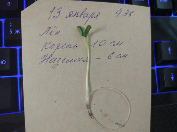 Размеры растения. Корень - 10 сантиметров, наземная зеленая часть - 6 см.