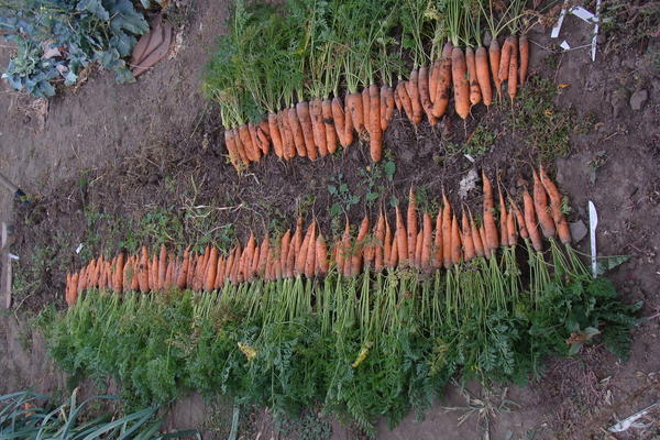 Самая традиционная морковка на огородной грядке