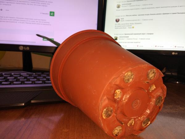 Вот как выглядят дырочки - это у меня посадка пальмы с год назад где-то. Видите, сколько времени прошло, а дырочки еще под защитой бумаги. Вода проливается через нее прекрасно, так что этот метод отлично работает!