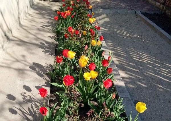 Клумба во дворе