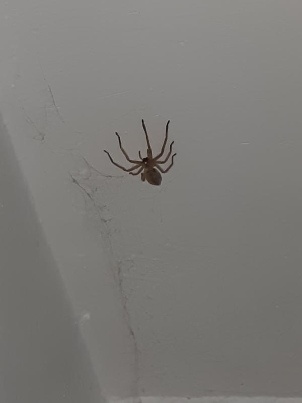 Огромный паук размером со спичечный коробок обнаружен на лестничной клетке. Кто знает, что это за паук?