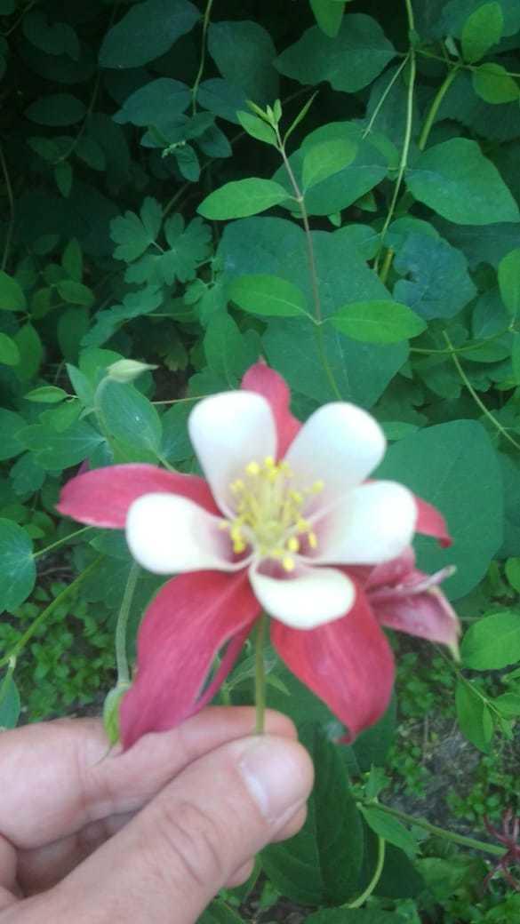 фото неизвестного цветка