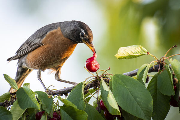 Как отбить ягоды у птиц?