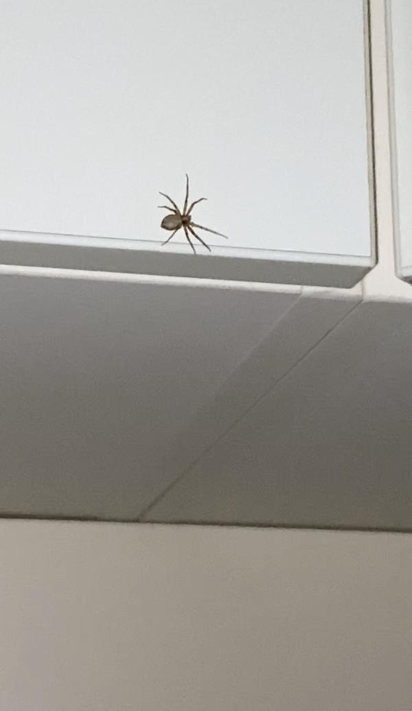 Что это за паук?