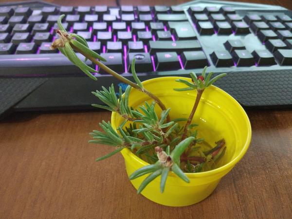 Только никому не говорите... я отщипнула их без спроса.....