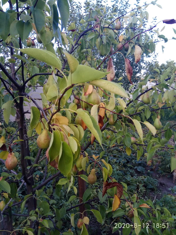 Что с грушей?