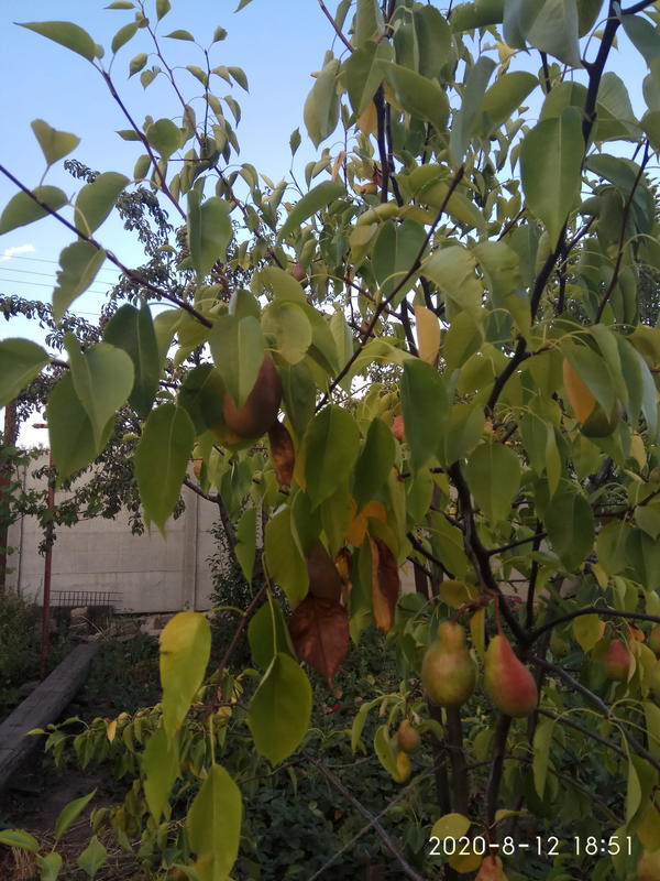 Что с грушей?