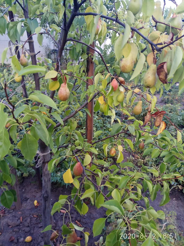 Что с грушей?