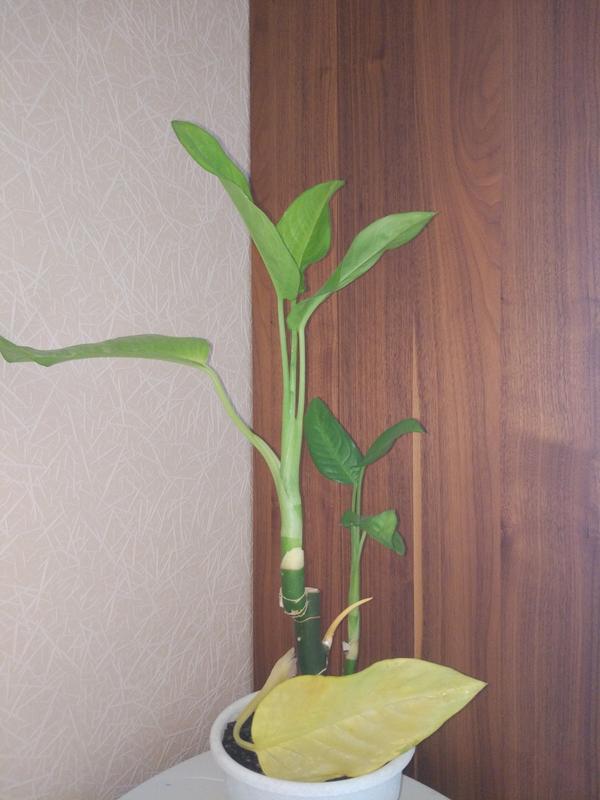 Диффенбахия