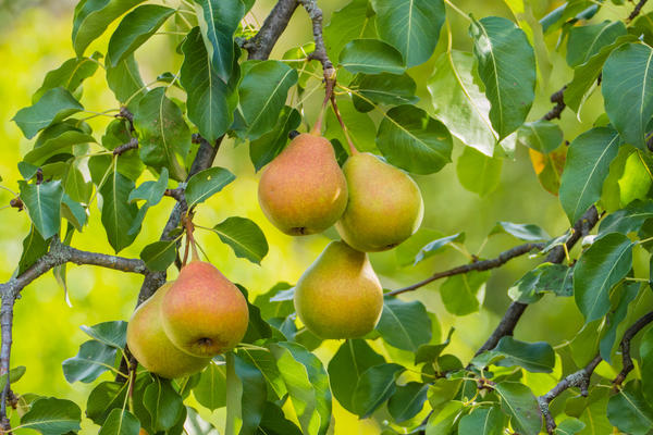 Чем порадовали груши в 2020-м. Делимся информацией о сортах и секретах урожая