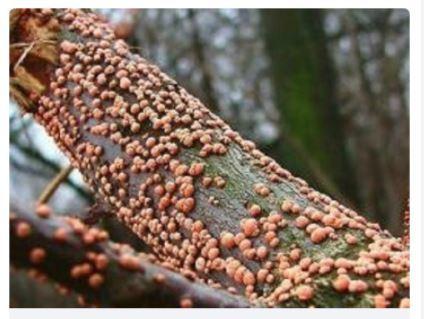 Нектриевое усыхание