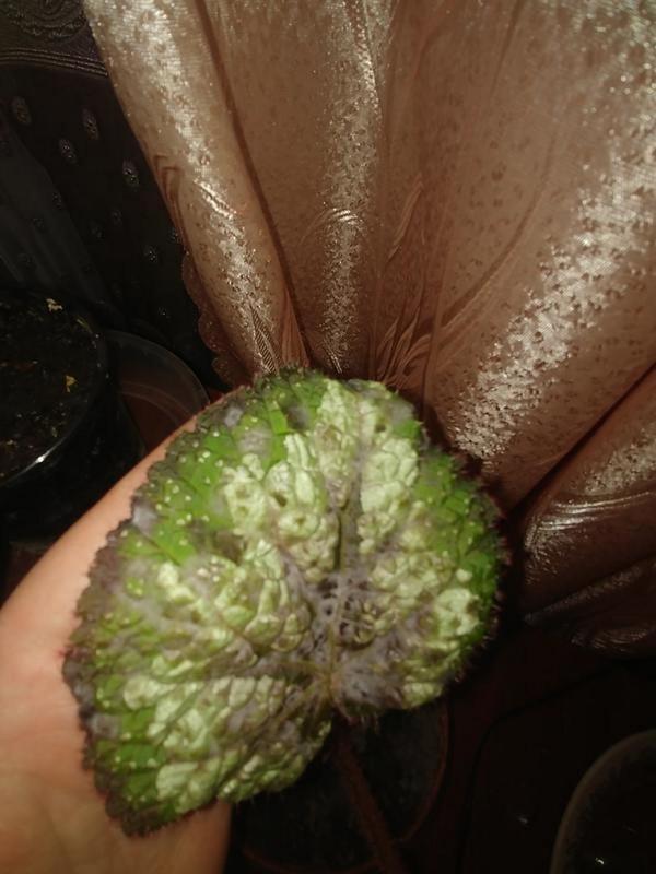 Что происходит с растением?