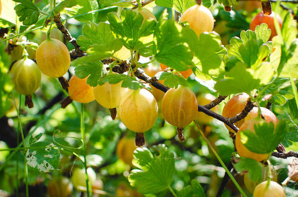 Крыжовник: делимся секретами выращивания