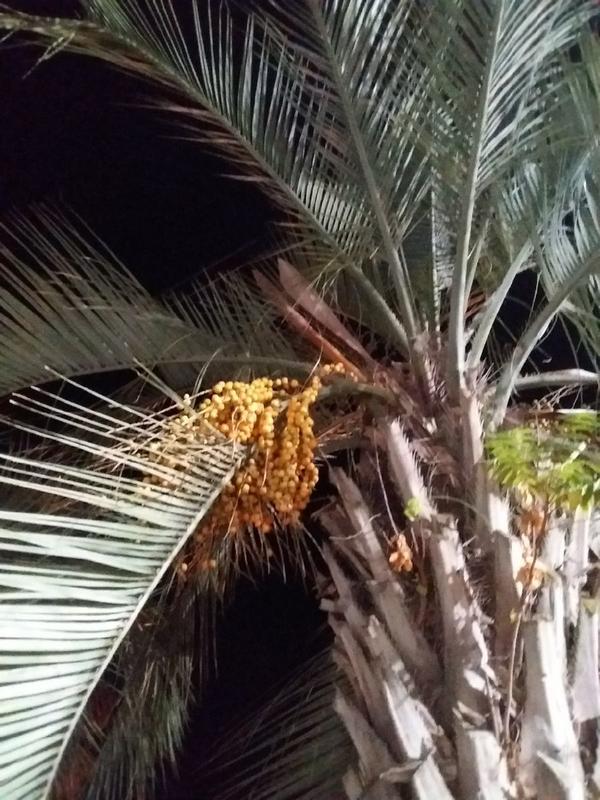 Как называется эта пальма?