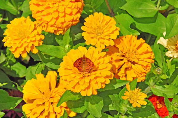 Выходные с цинниями