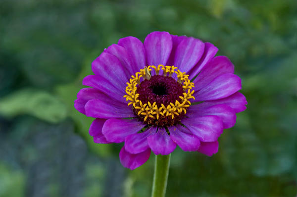 Выходные с цинниями