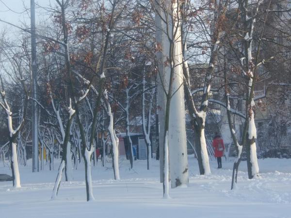 Деревья в снегу, стволы как-то интересно наполовинку...