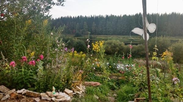 Мои многолетники