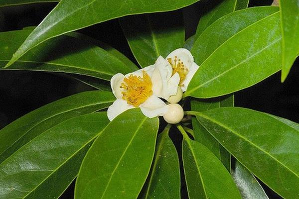 Фото с сайта mir-tropicov-doma