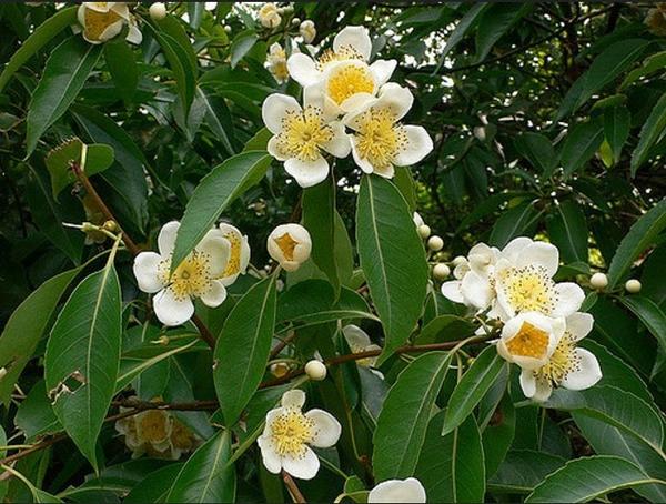 Фото с сайта mir-tropicov-doma