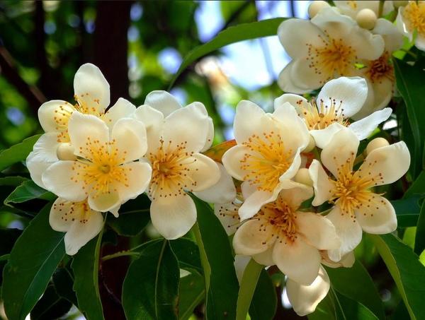 Фото с сайта mir-tropicov-doma