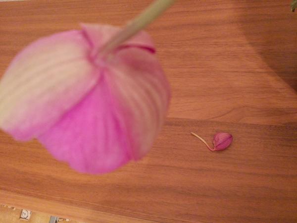 Отпавший цветок фаленопсиса