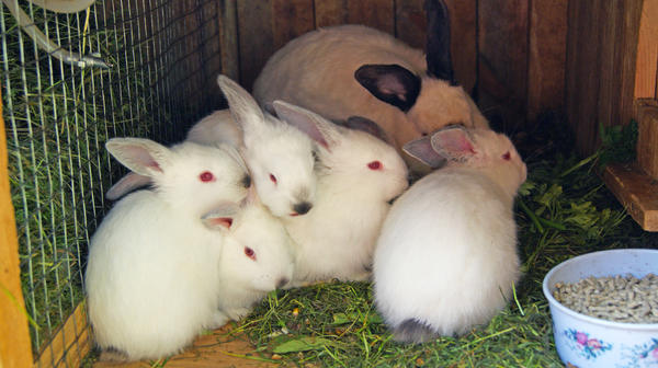 Кролики: у кого в хозяйстве они есть? И трудно ли их содержать?