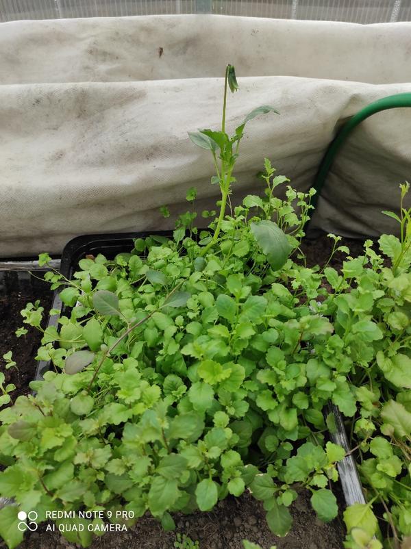 Подскажите, что это выросло?