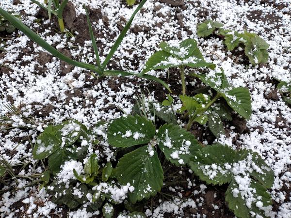 Автор фото Светлана (Svetababylia). 26 апреля, Беларусь